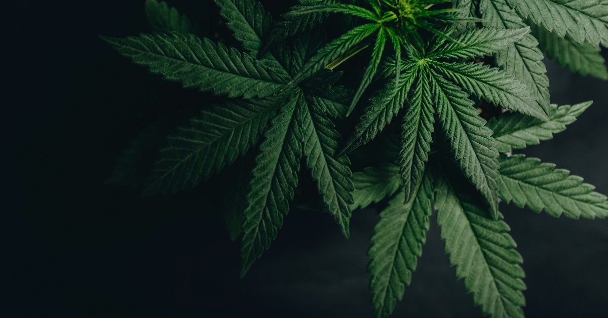 What’s Growing in the Cannabis Industry